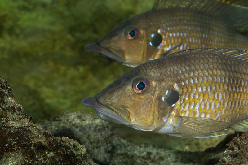 Gnathochromis permaxillaris 'Chituta Bay'